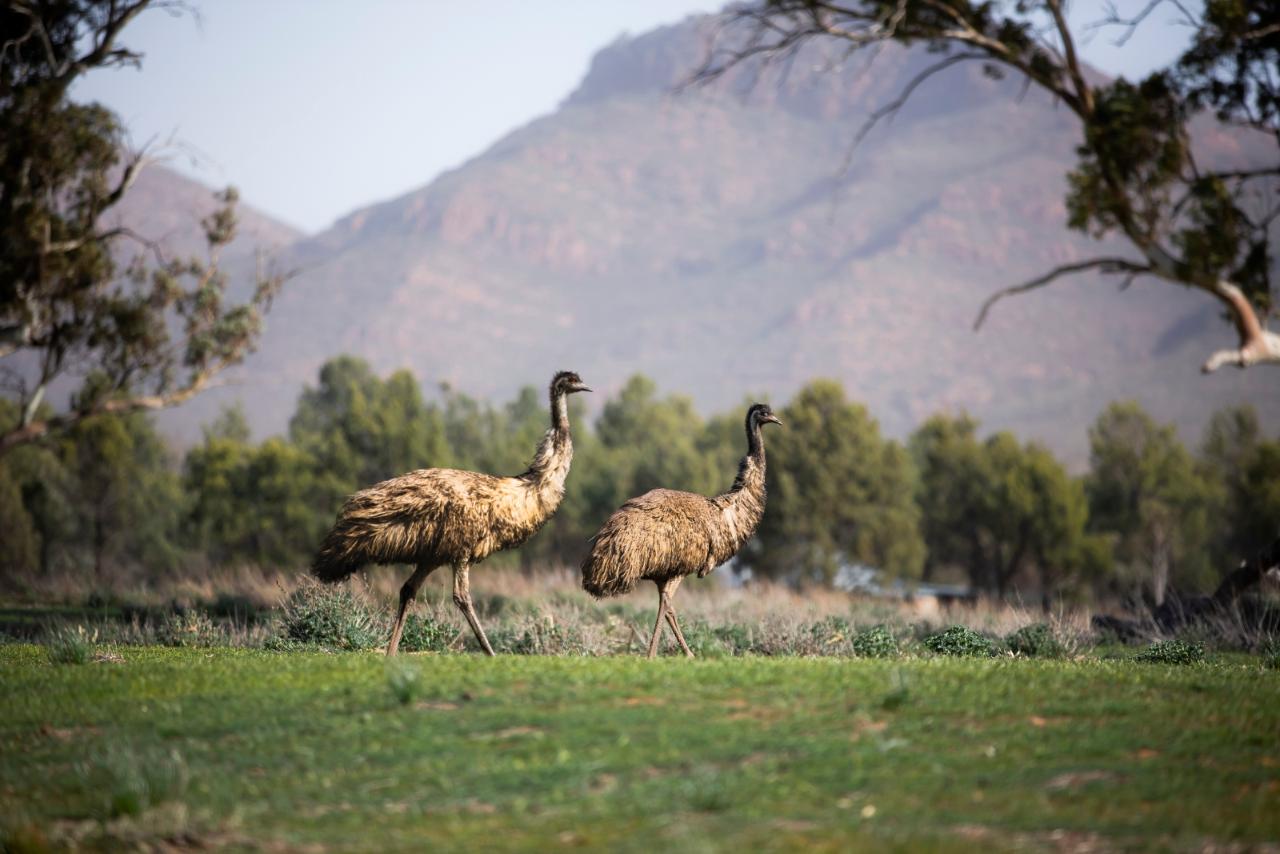 Wilpena Women's Weekend