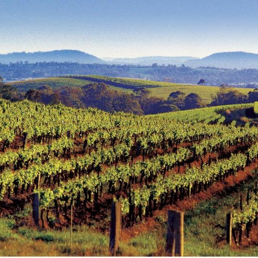 Cellar Door Spirit Tasting At The Grove Distillery