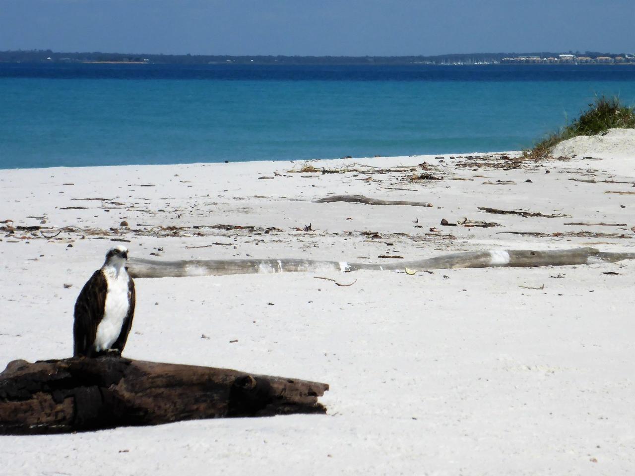 Fraser Coast Jetski Tours - Fraser Explorer - 2.5 Hour Jetski Tour