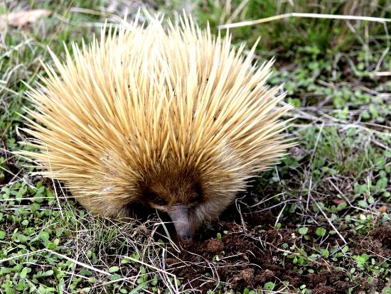 Sunset Nocturnal Adventure Tour