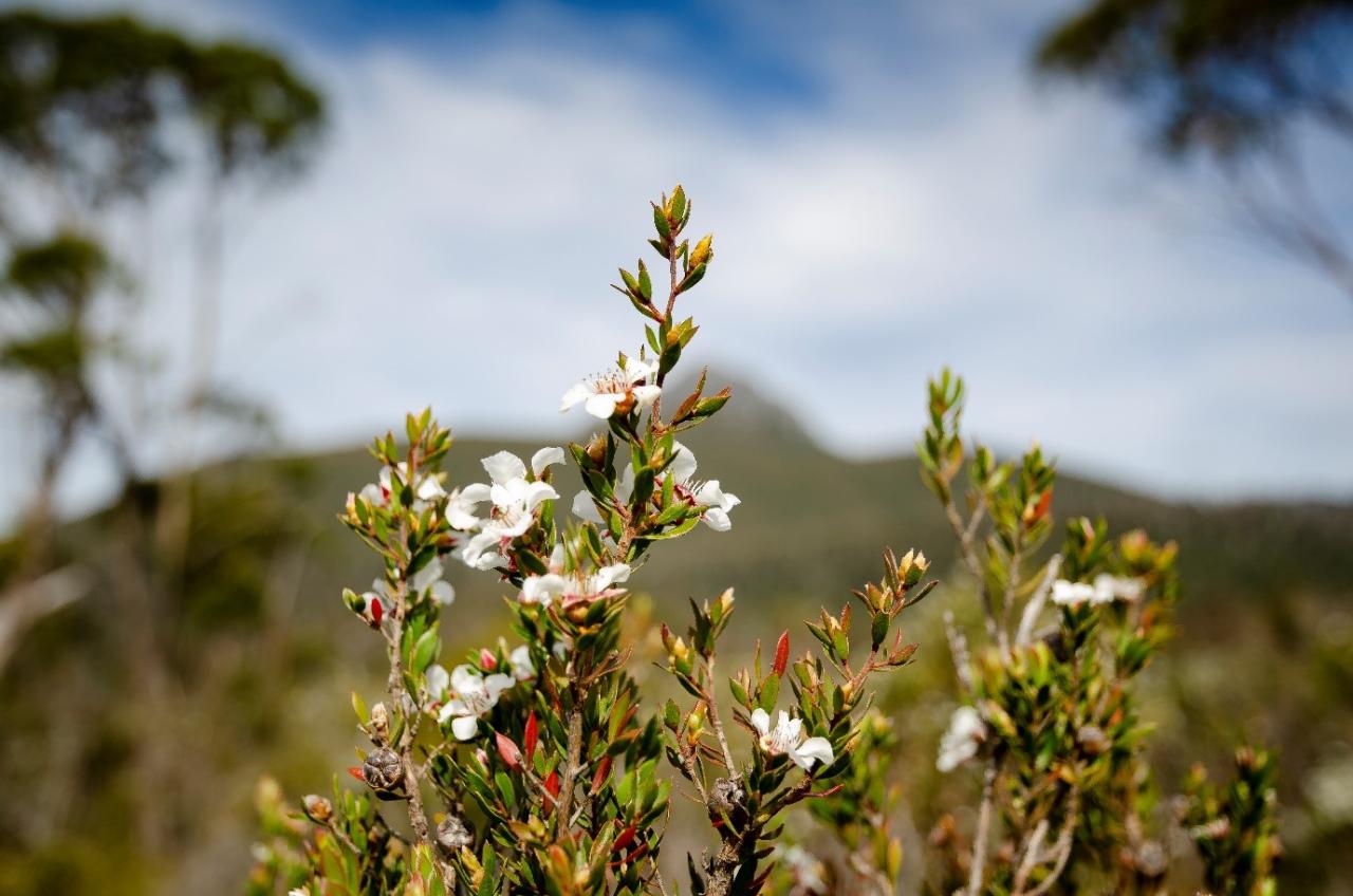South West & Mount Field - Lutruwita Tasmania - 4 Days