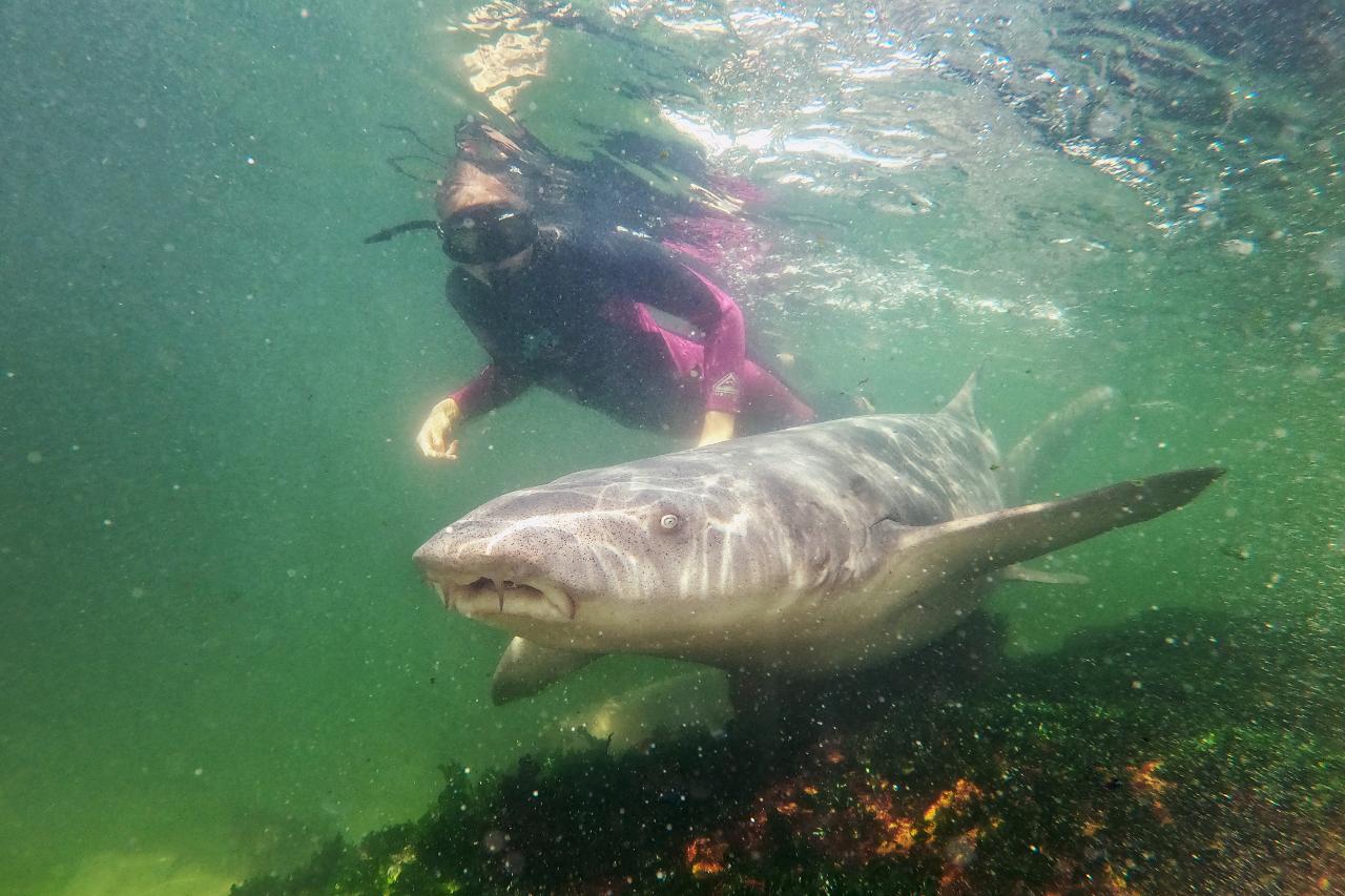 Reef Shark Snorkel With Entry Pass