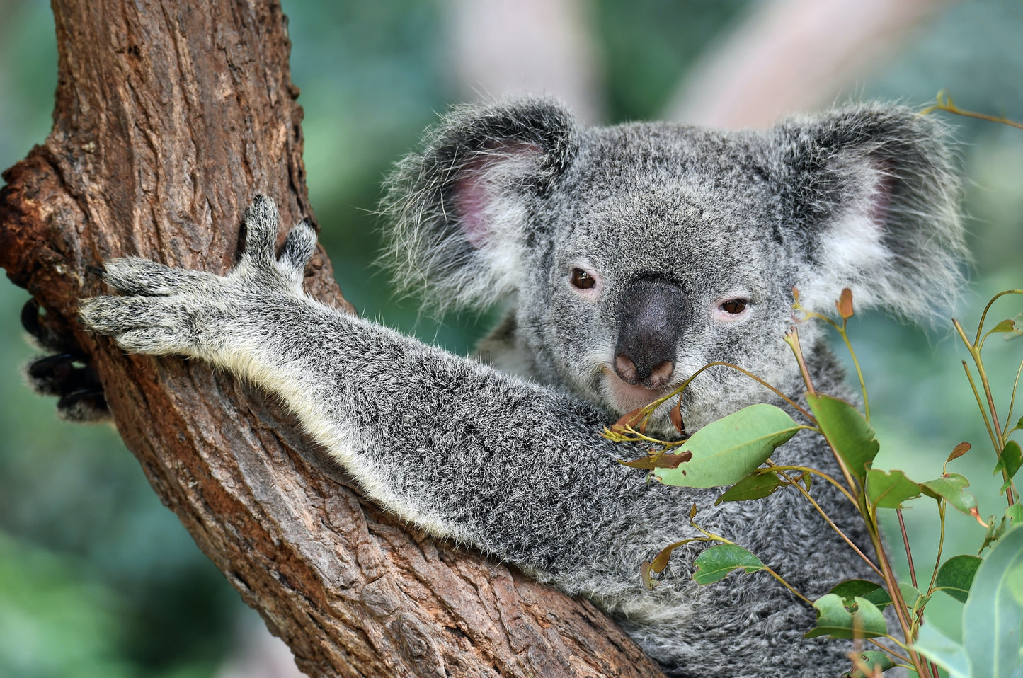 Private Blue Mountains Day Trip With Wildlife Park & River Cruise
