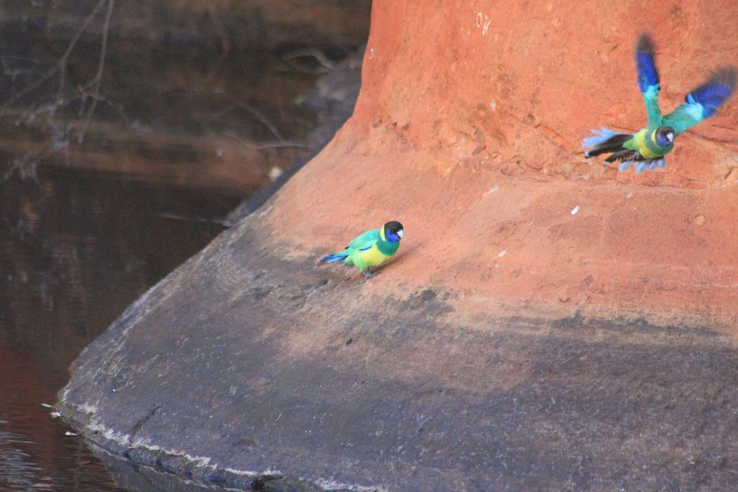 Canning Stock Route Tour Broome To Newman Or Broome 16 Days