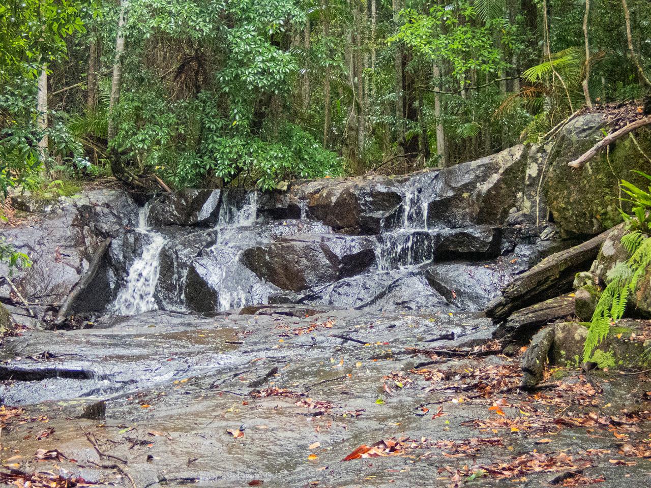 Bellthorpe Rainforest Tour