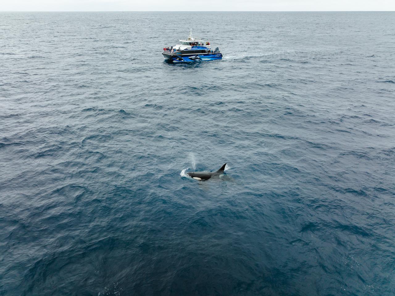 Bremer Canyon Killer Whale (Orca) Expedition