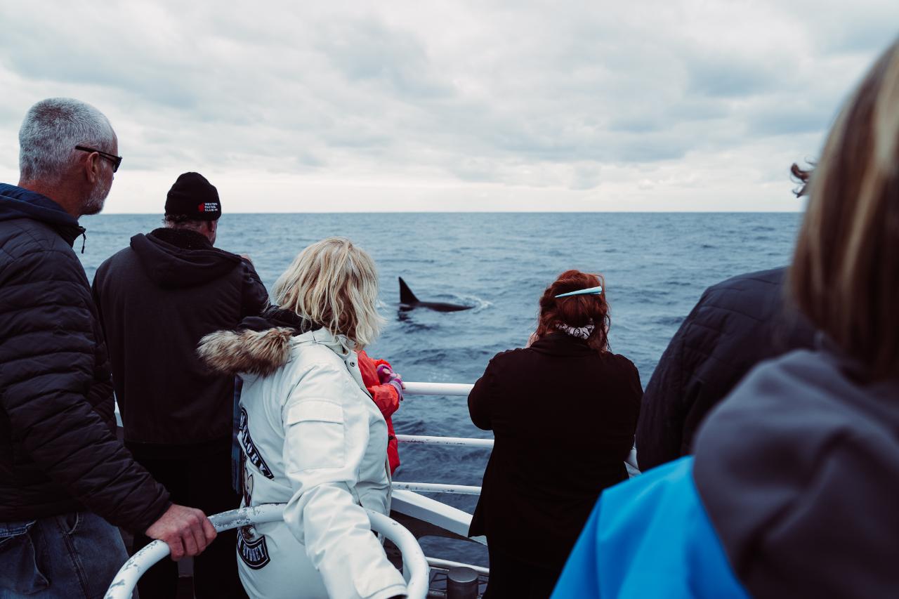 Bremer Canyon Killer Whale (Orca) Expedition