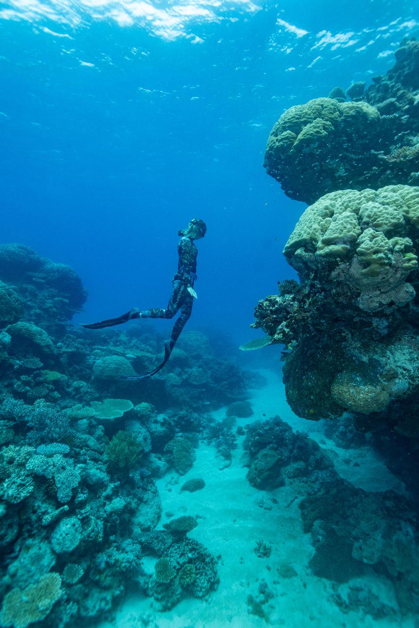 Freedive The Great Barrier Reef