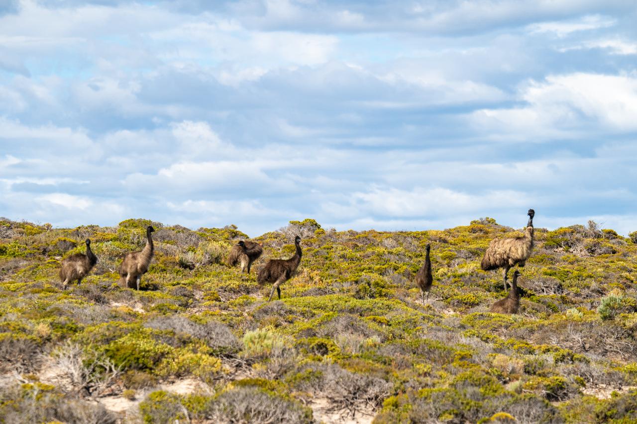 Coffin Bay National Park Sightseeing & Off-Road Tour