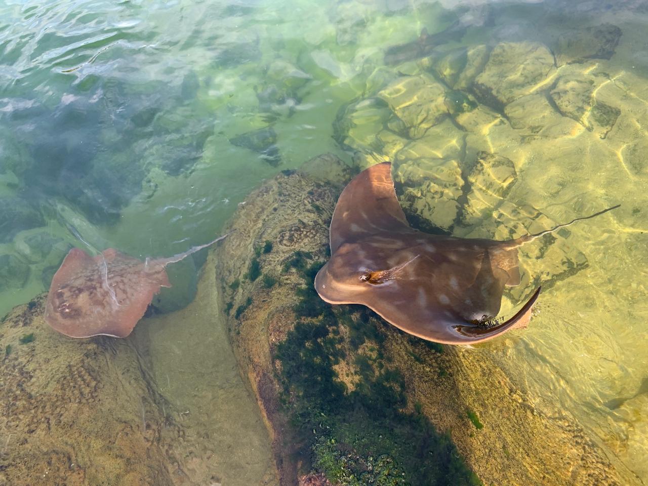Irukandji Entry Pass & Stepping In The Lagoon Shallows & Shark Food
