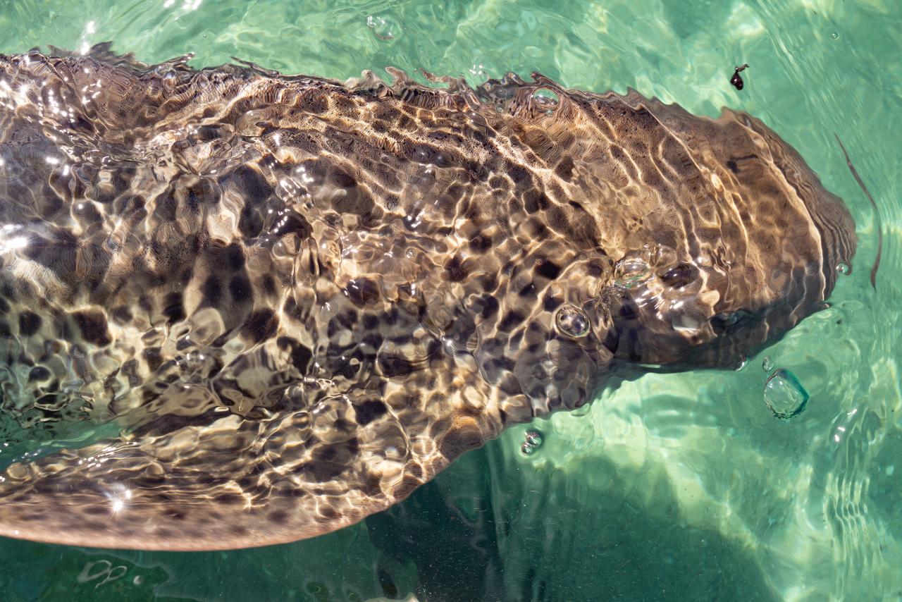 Zebra Shark Encounter With Entry Pass