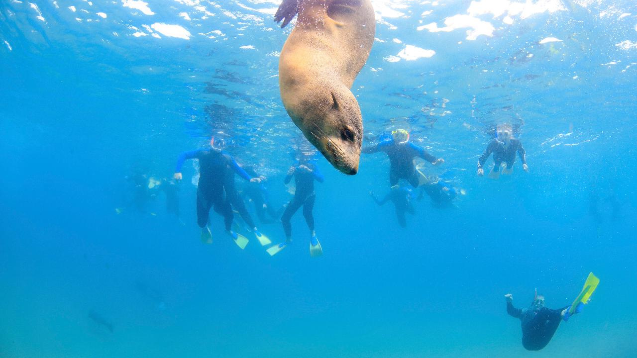 Small Group Seal Swim - Private Charter