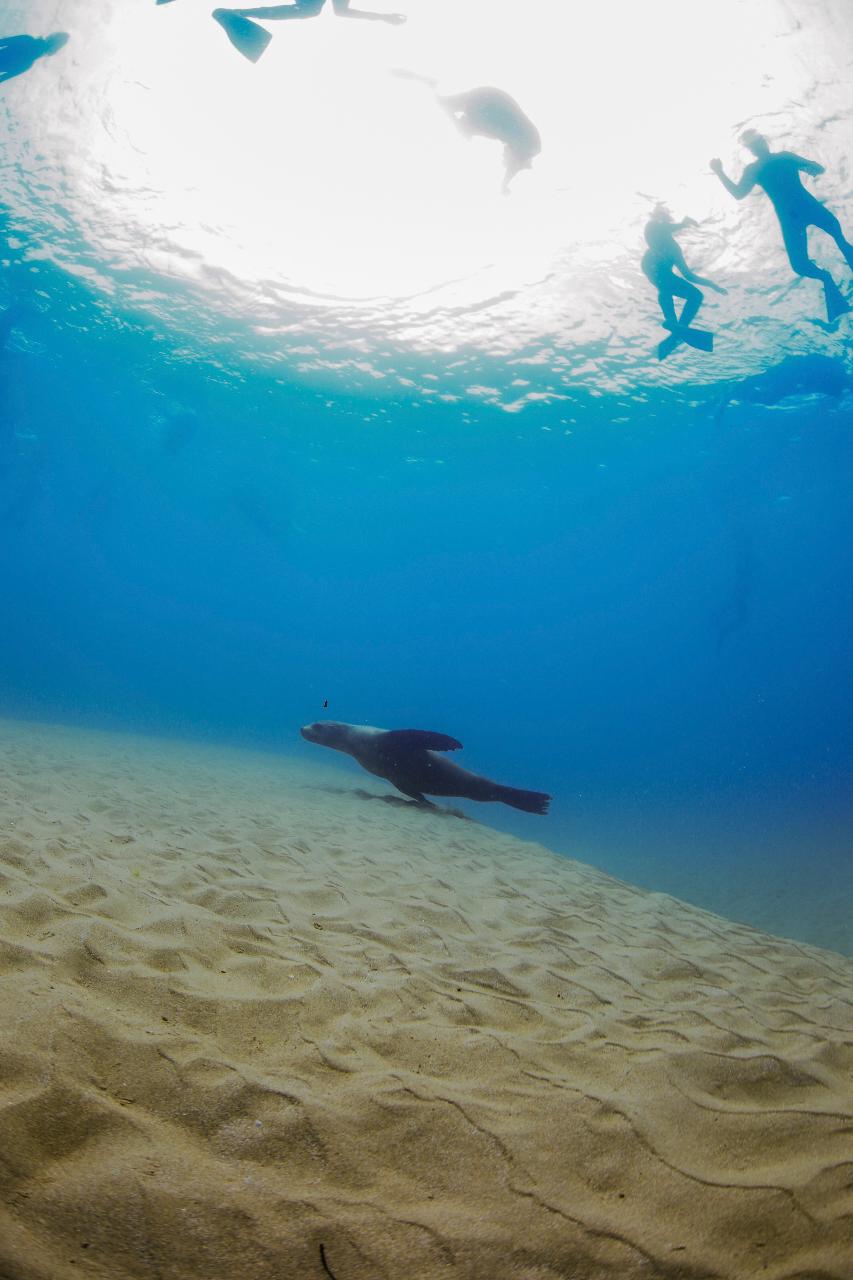 2 Hour Snorkel With The Seals