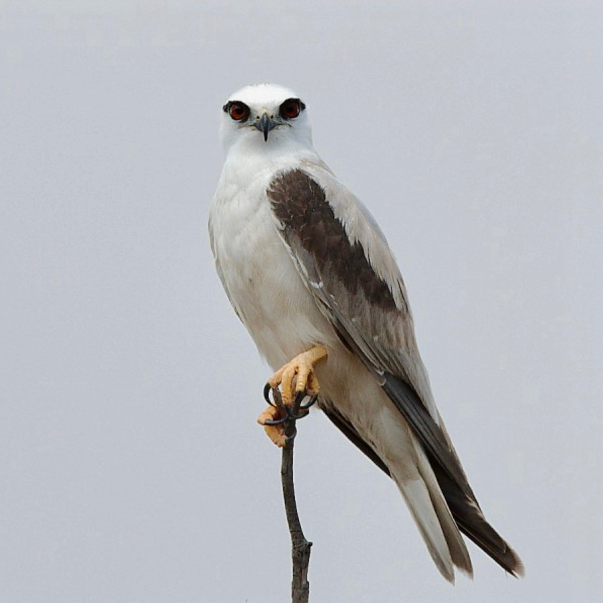Road To Kangaroo Island