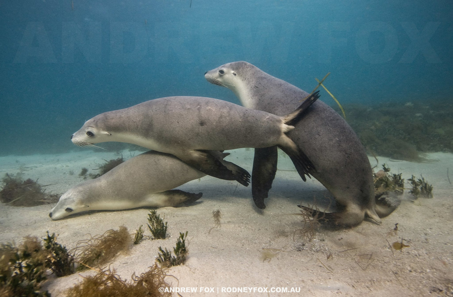 Great White Shark Expedition - 5 Nights