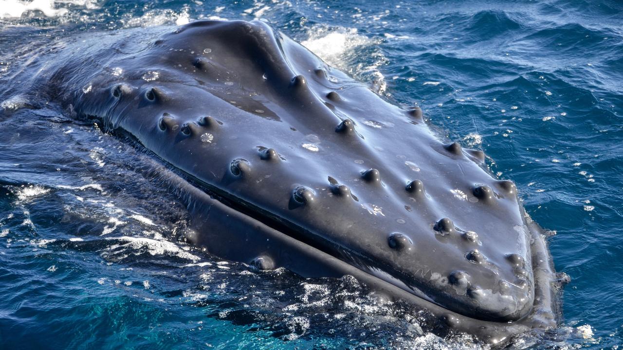 Whales In Paradise - Gold Coast