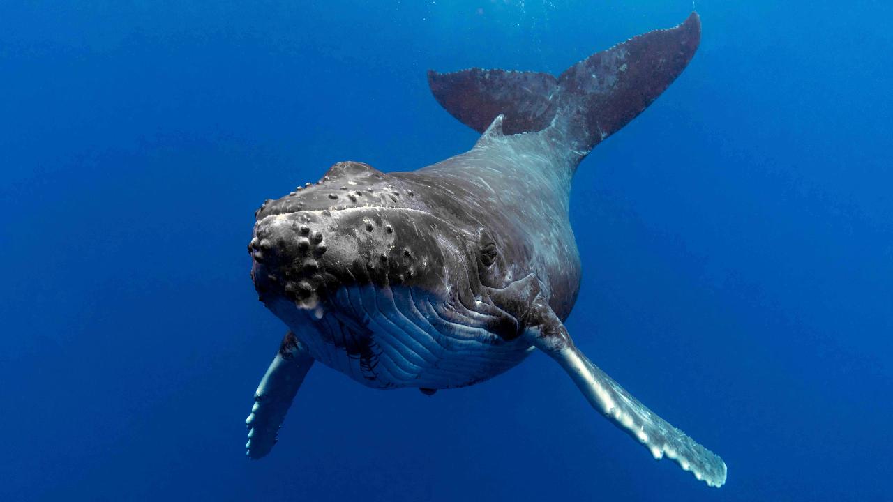 Sea World Whale Watching