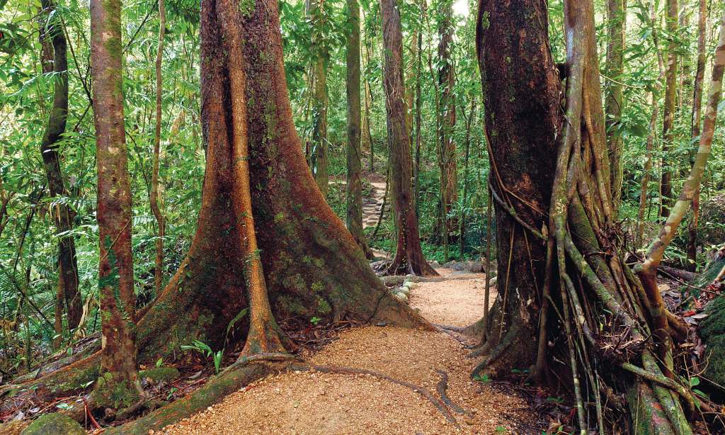 Montville Day Tour: Ginger Factory, Rainforest & Views