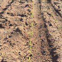 Old Kempton Distillery School