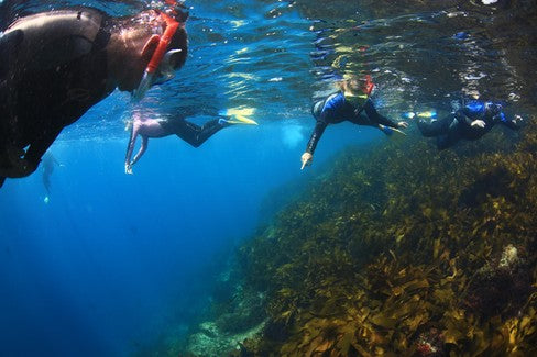 2 Hour Snorkel With The Seals