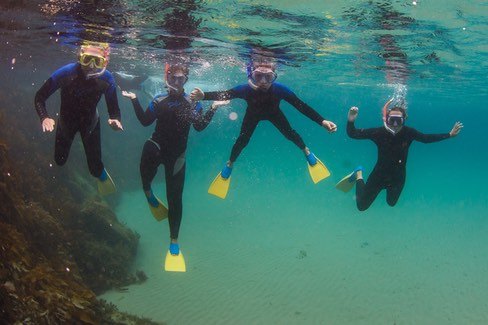 2 Hour Snorkel With The Seals