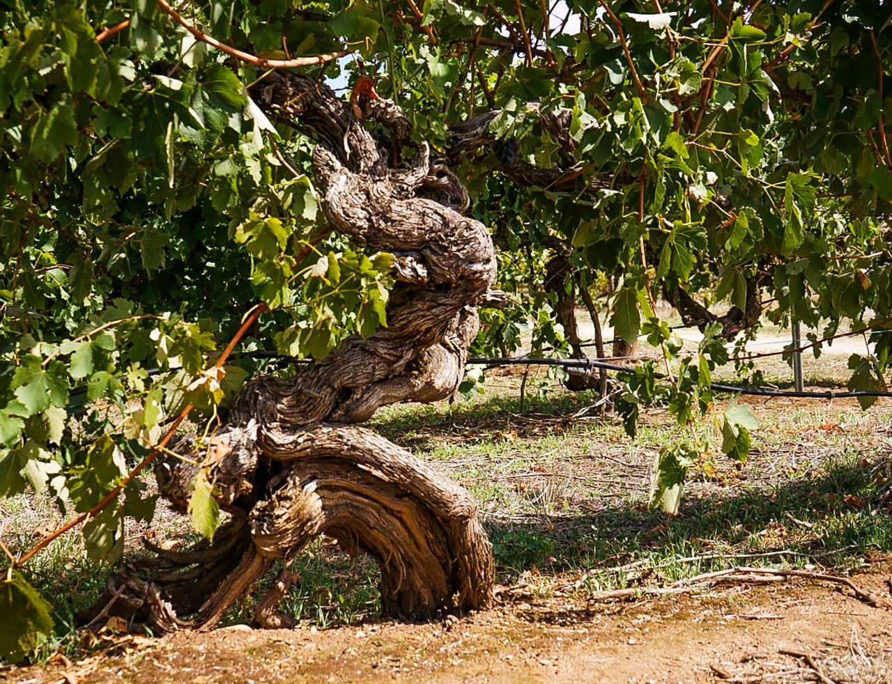 Clare Uncorked Private