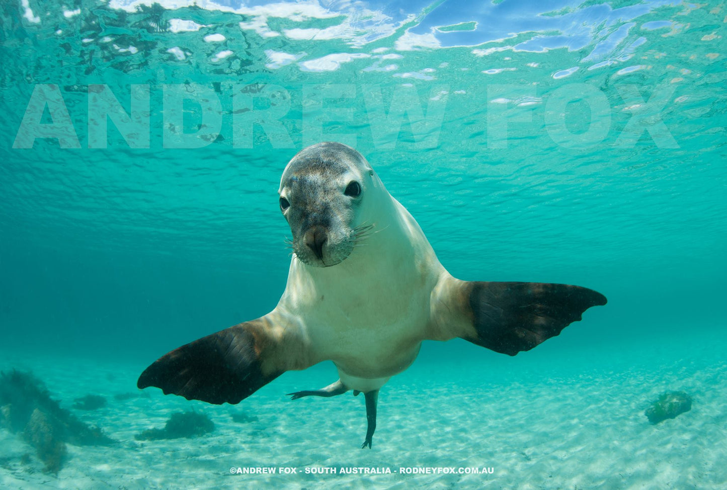 Great White Shark Expedition - 5 Nights