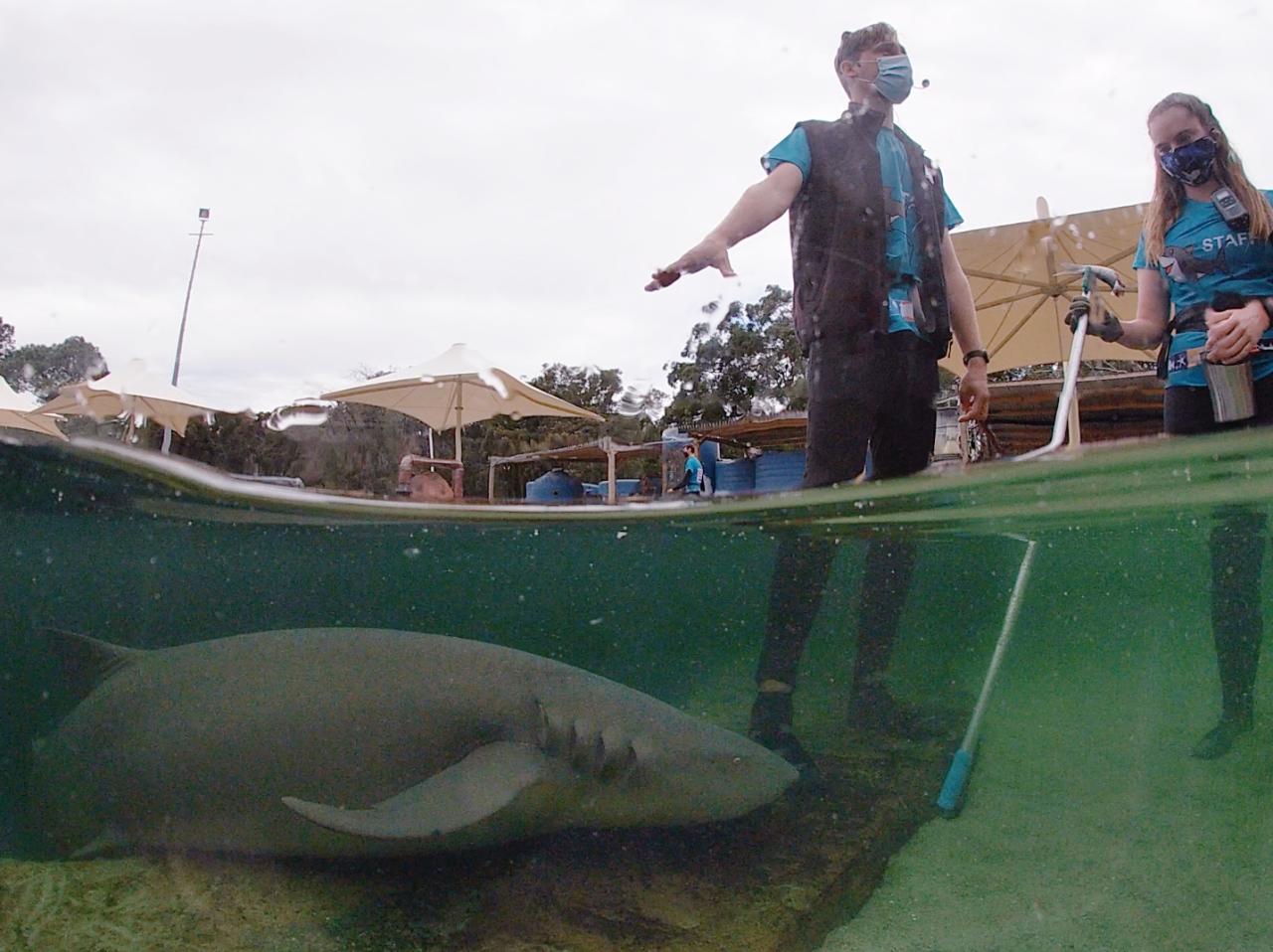 Reef Shark Encounter With Entry Pass
