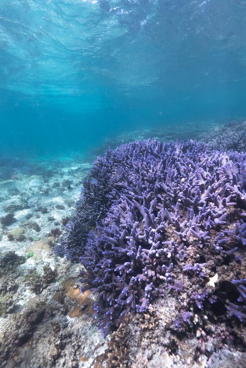 Pink Lake, Kalbarri And Abrolhos Islands - Half Day Tour