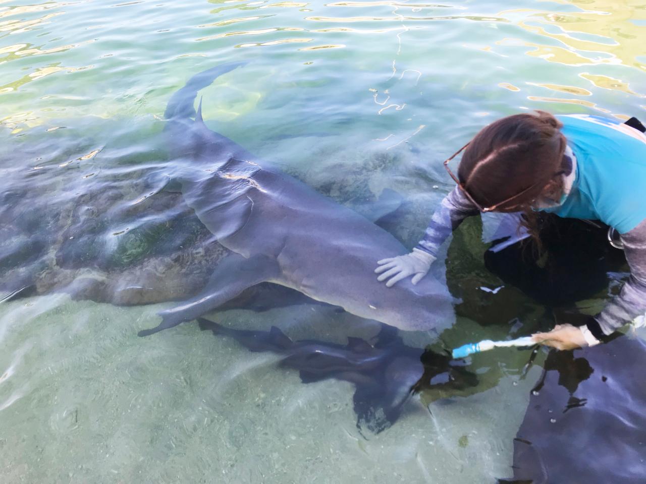 Reef Shark Encounter With Entry Pass