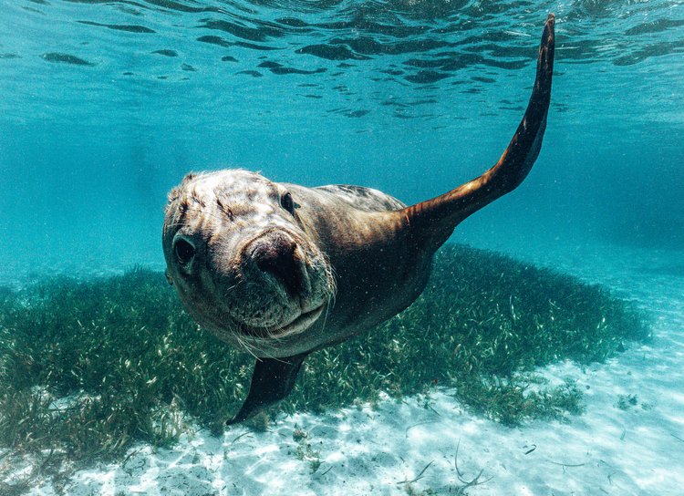 Dolphin, Sealion And Seafood Snorkel Adventure Spectator