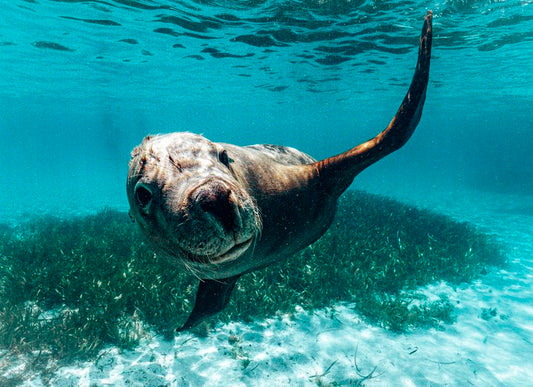 Dolphin, Sealion And Seafood Snorkel Adventure