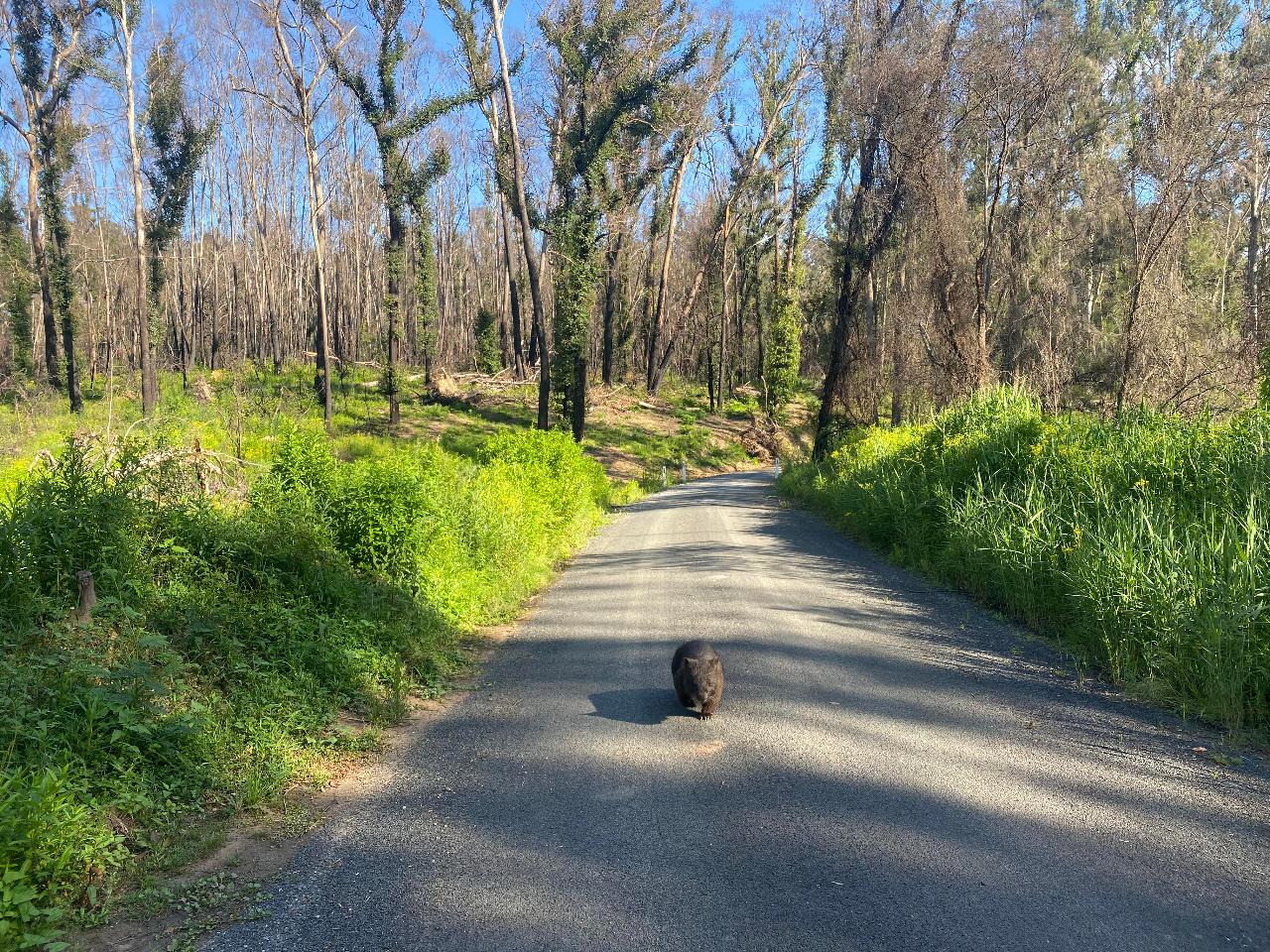 Self Guided E-Bike Tour - Pedal To Produce Series - Wagonga Wilderness Loop