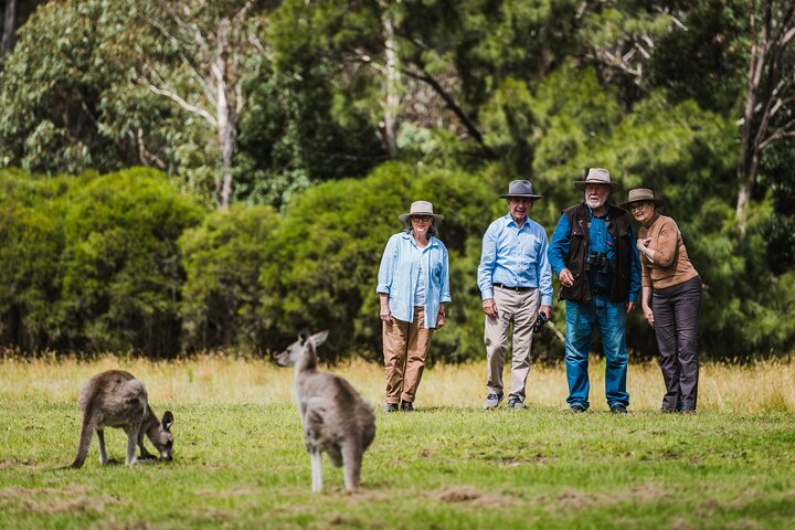 Kangaroos And Koala Experience Tour - Canberra