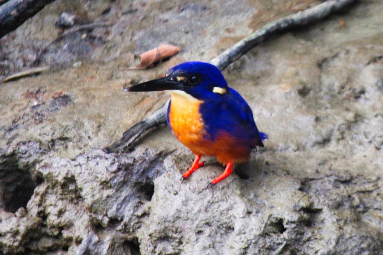 Crocodile Express Daintree Rainforest & Wildlife Cruise From Daintree Village