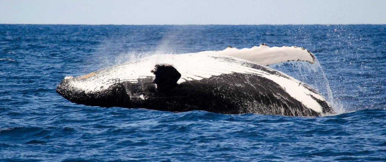 Humpback Whale Overland Tour