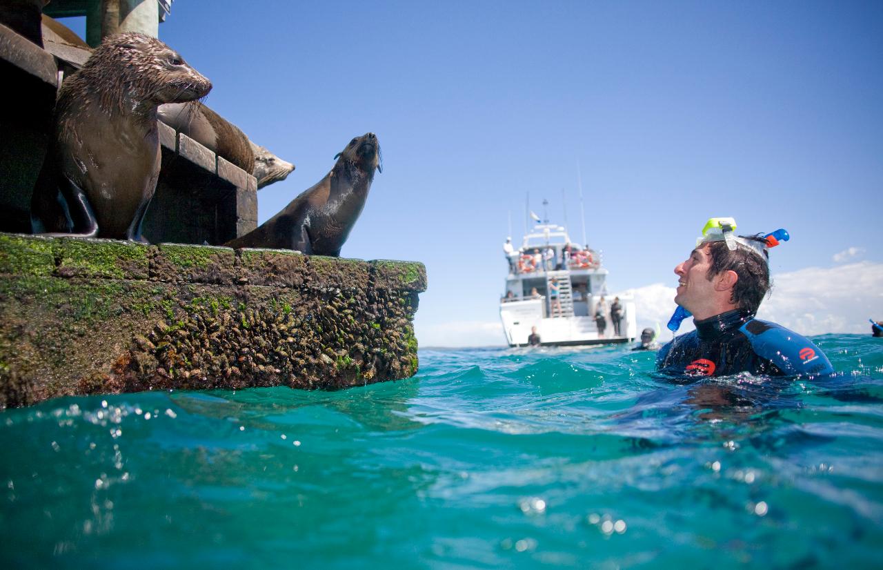 2 Hour Snorkel With The Seals