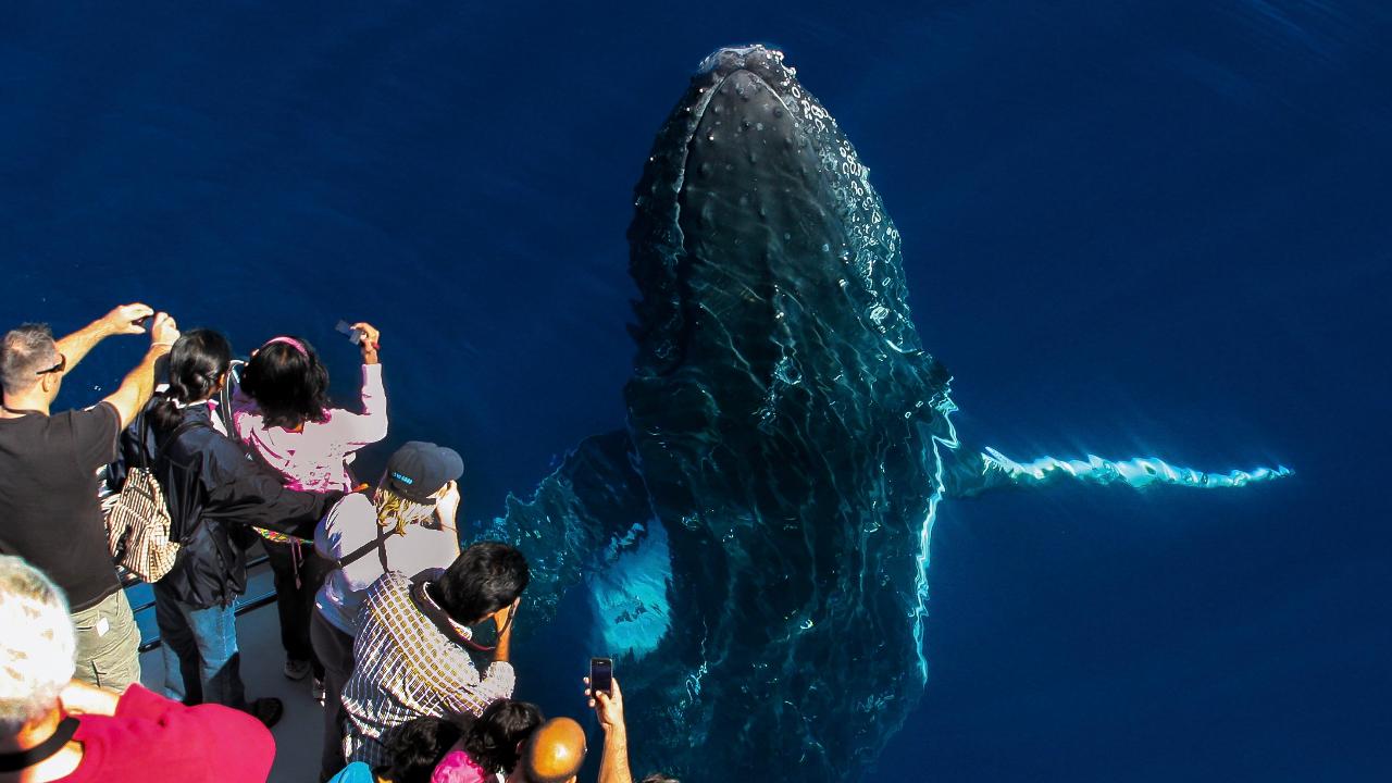 Sea World Whale Watching