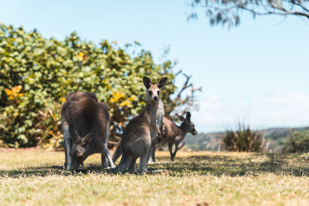 North Stradbroke Island - Day In Paradise Tour