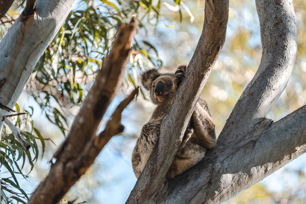 North Stradbroke Island - Day In Paradise Tour