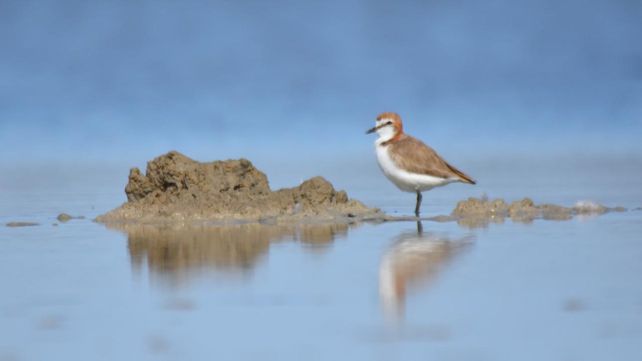 Guided Birdwatching Tour