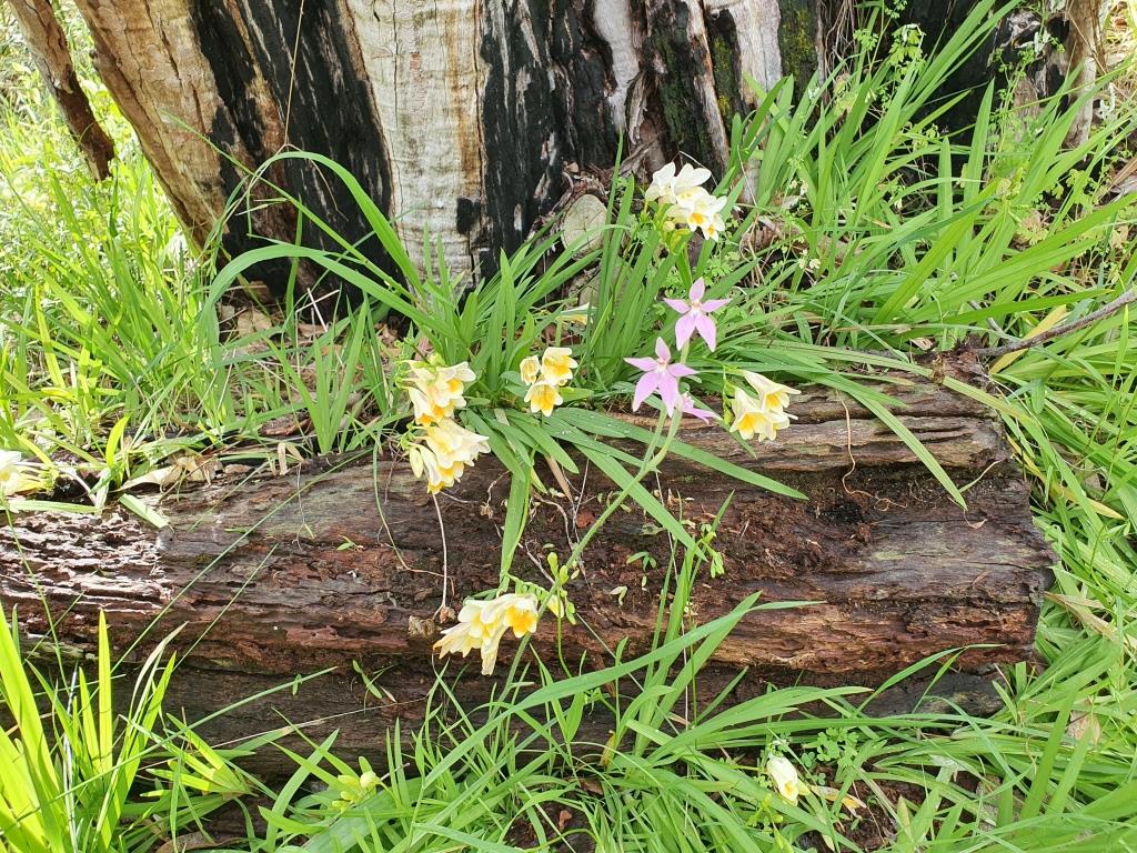 Pedals & Petals - Discovering Wildflowers Bike Tour Kings Park