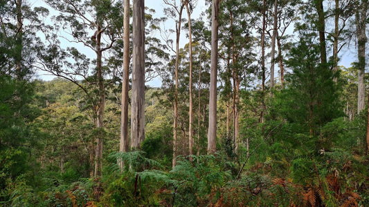 Southern Forests Weekender Experience