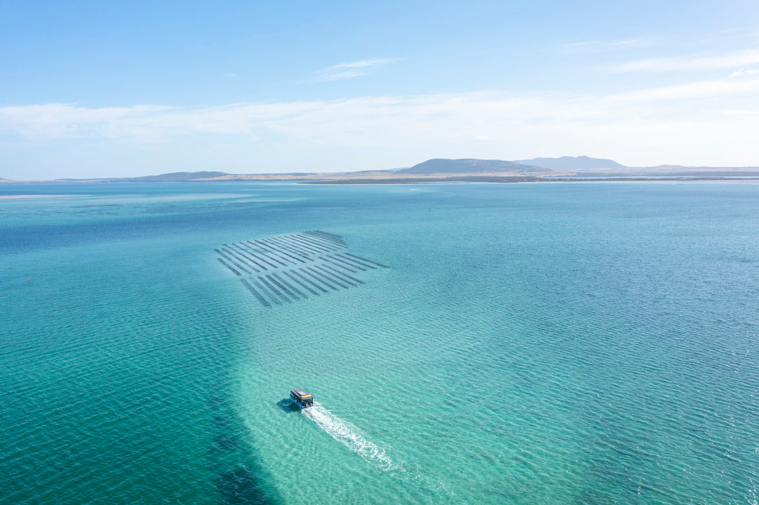 Coffin Bay Oyster Farm & Bay Tour - 12 Oysters - Including Wading Experience