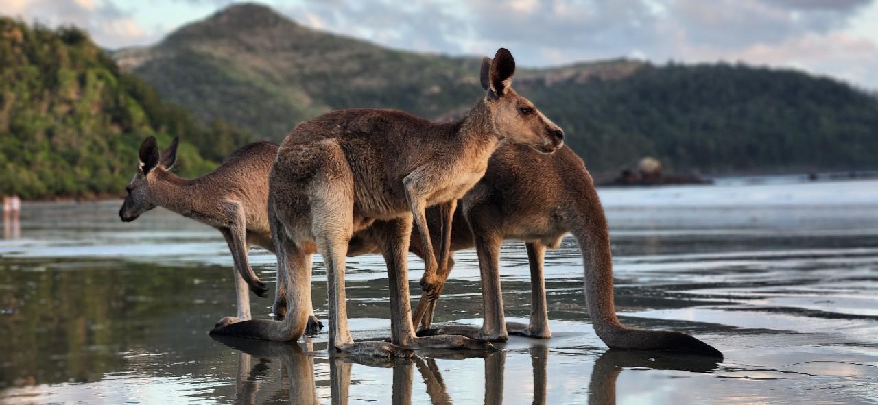 Sunrise With Kangaroos-Departs Airlie Beach