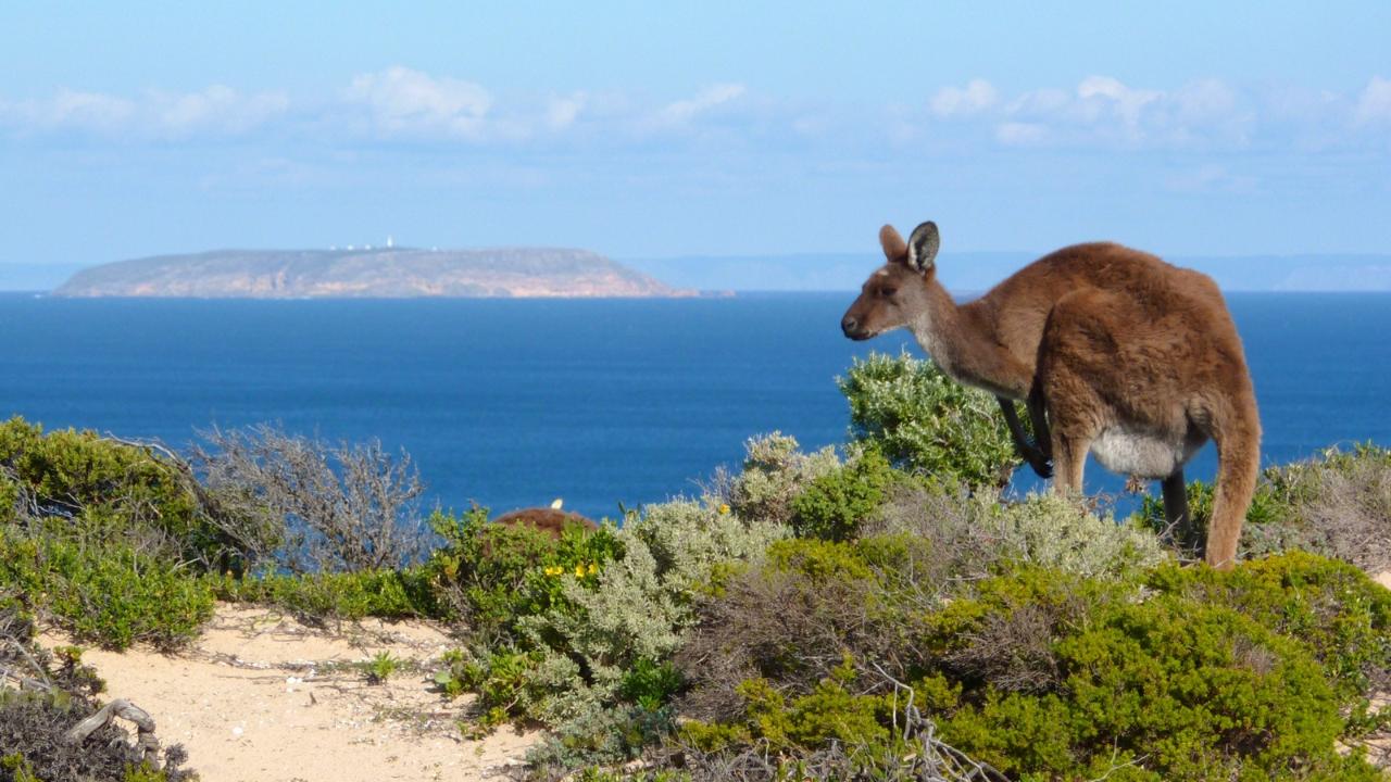 3-Day Southern Yorke Peninsula Coastal Wilderness Adventure