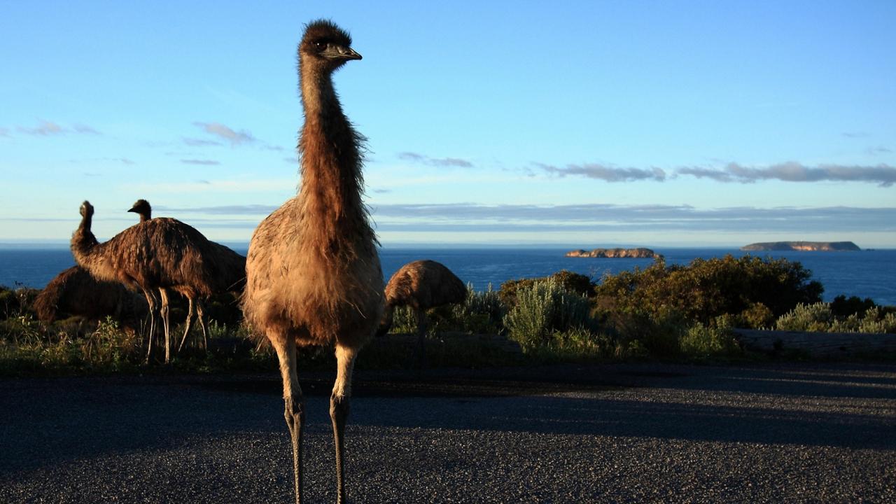 3-Day Southern Yorke Peninsula Coastal Wilderness Adventure