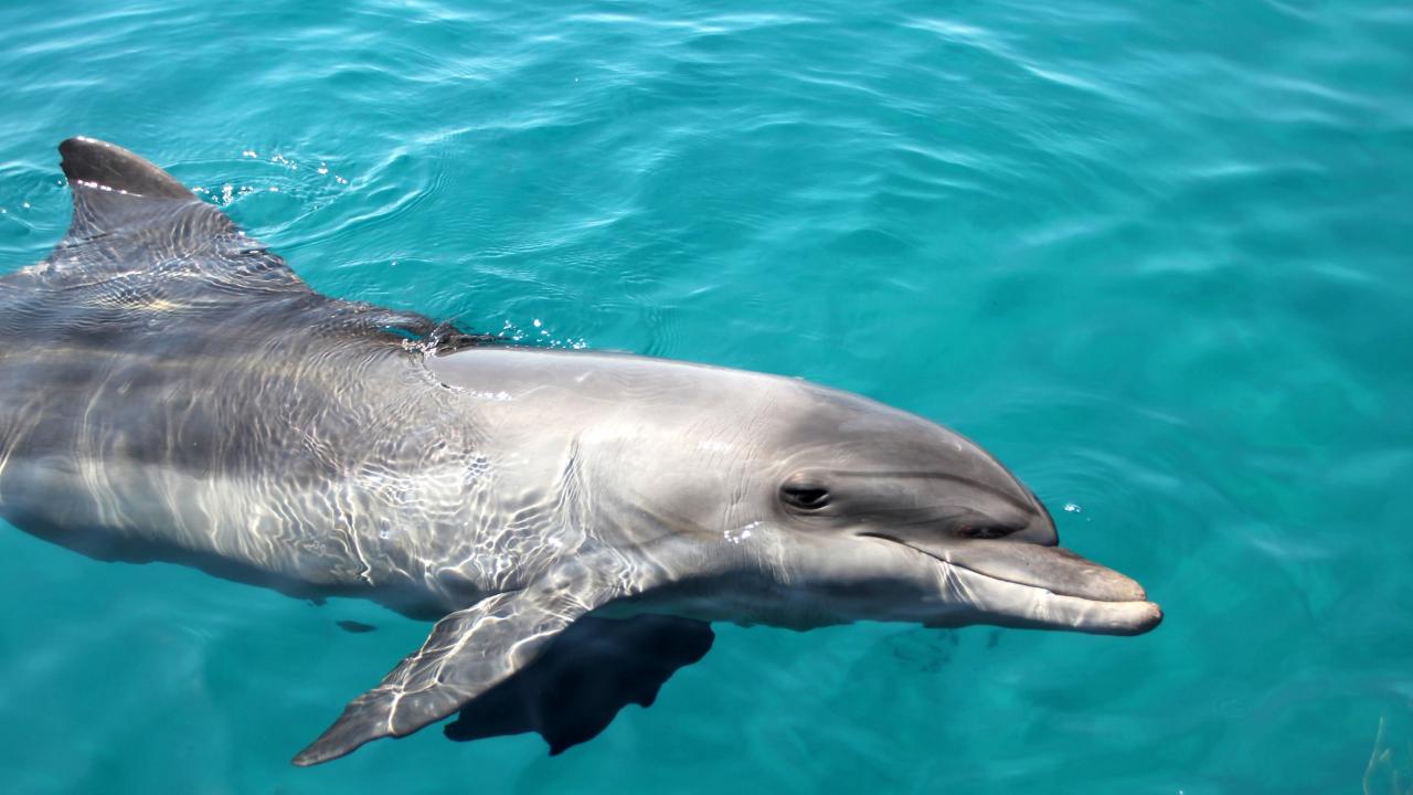 Dolphin & Tangalooma Wrecks Cruise For Family