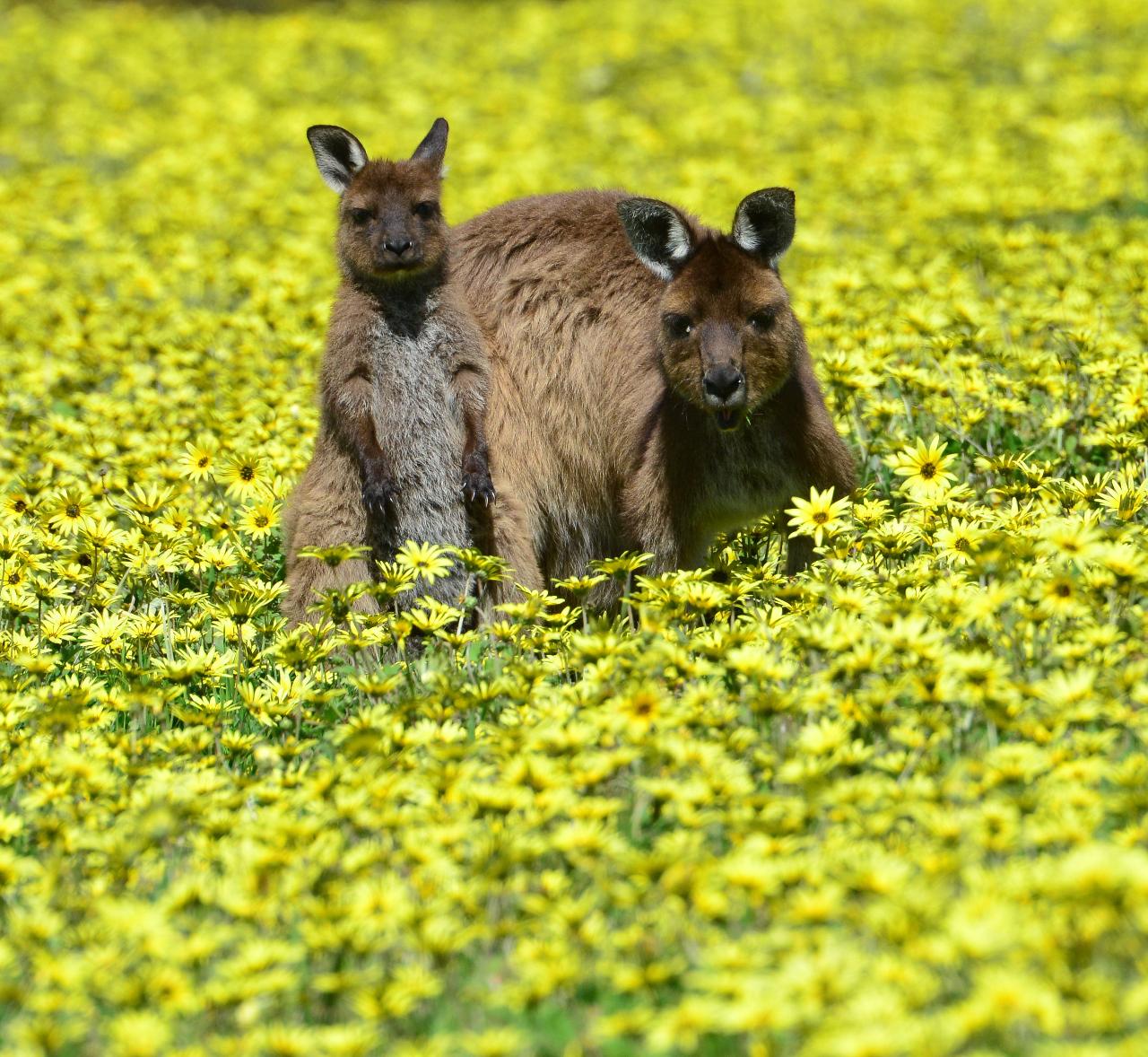 Guided Koala Walk And Bush Fire Ecology Tour