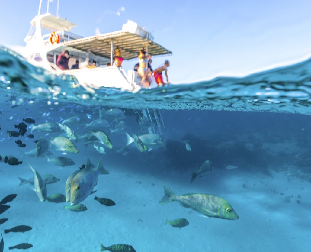 Humpback Whale Overland Tour